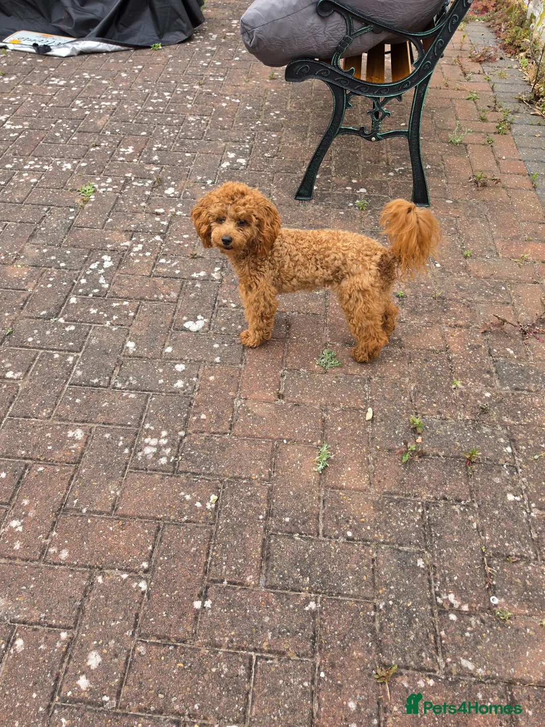 Toy Poodle dogs for sale: Small toy poodle in Rhyl - Advert 2