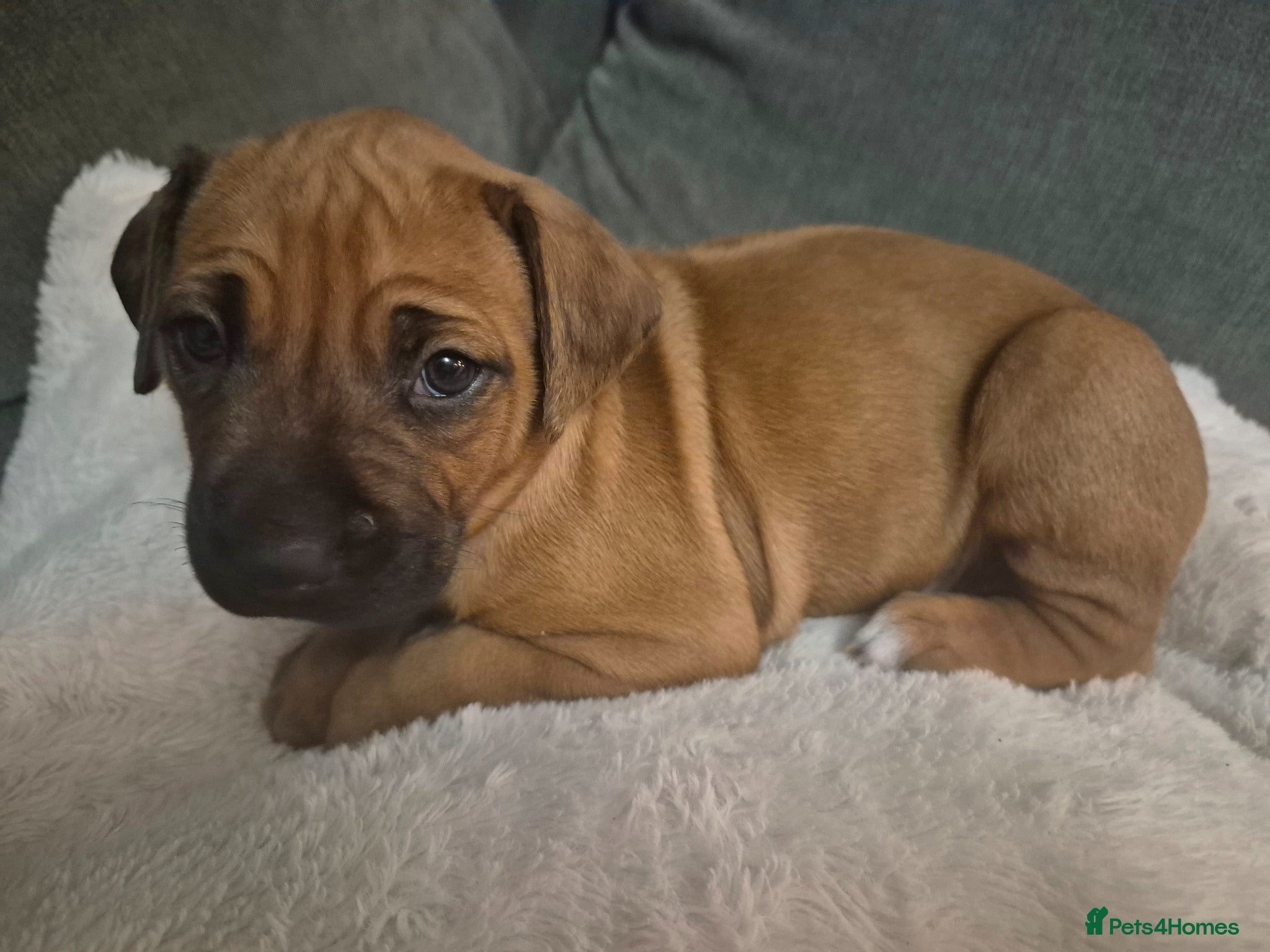 Rhodesian Ridgeback dogs BEAUTIFUL! RHODESIAN RIDGEBACK PUPS! Ready 7th may - Advert 4