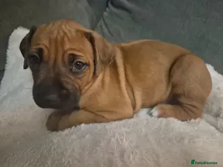 Rhodesian Ridgeback dogs BEAUTIFUL! RHODESIAN RIDGEBACK PUPS! Ready 7th may - Advert 2