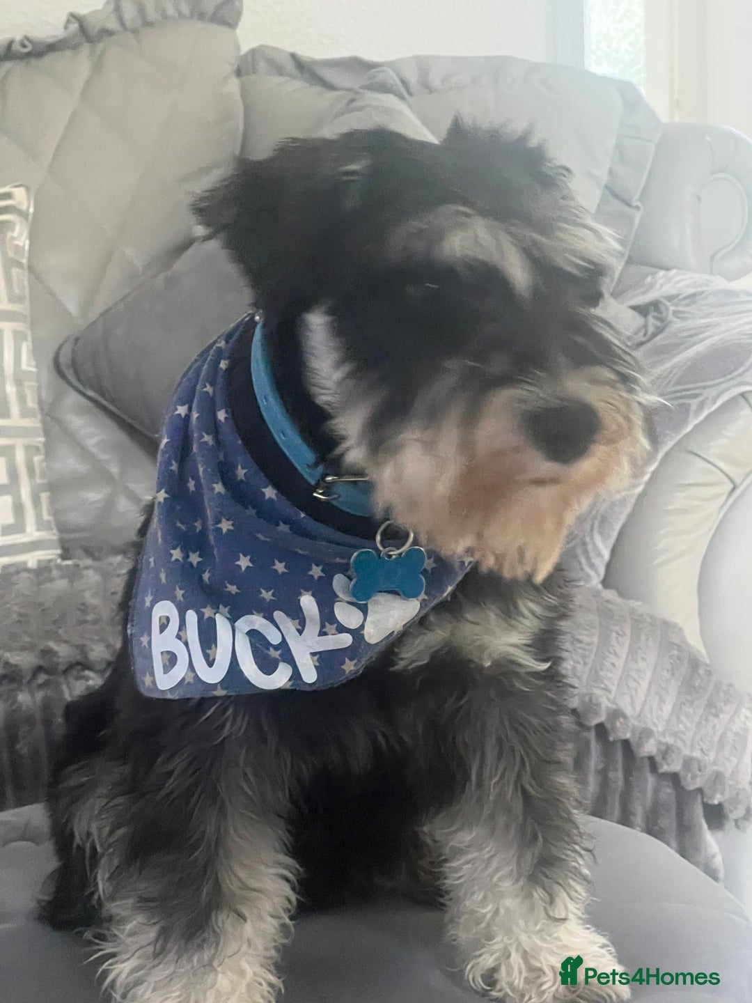 Miniature Schnauzer dogs for stud: 🐾🌟Miniature Schnauzer Stunning Stud 🌟🐾 - Advert 3