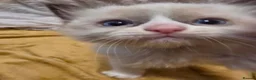 Ragdoll cats for sale: 🩵 6 Beautiful pure ragdolls 🩷 - Advert 29
