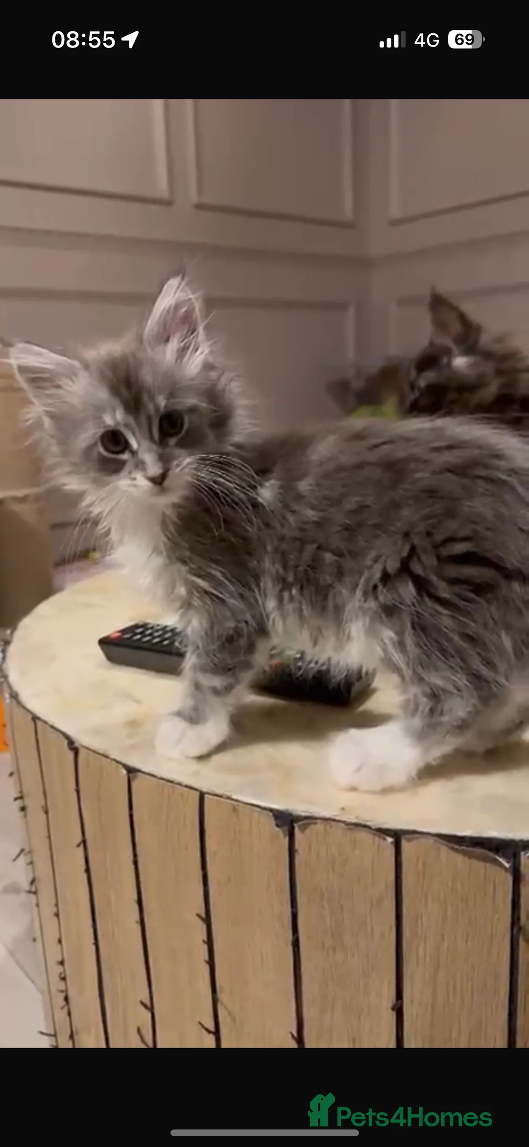 Maine Coon cats for sale: Maine coon TICA reg polydactyl DNA clear  - Advert 9