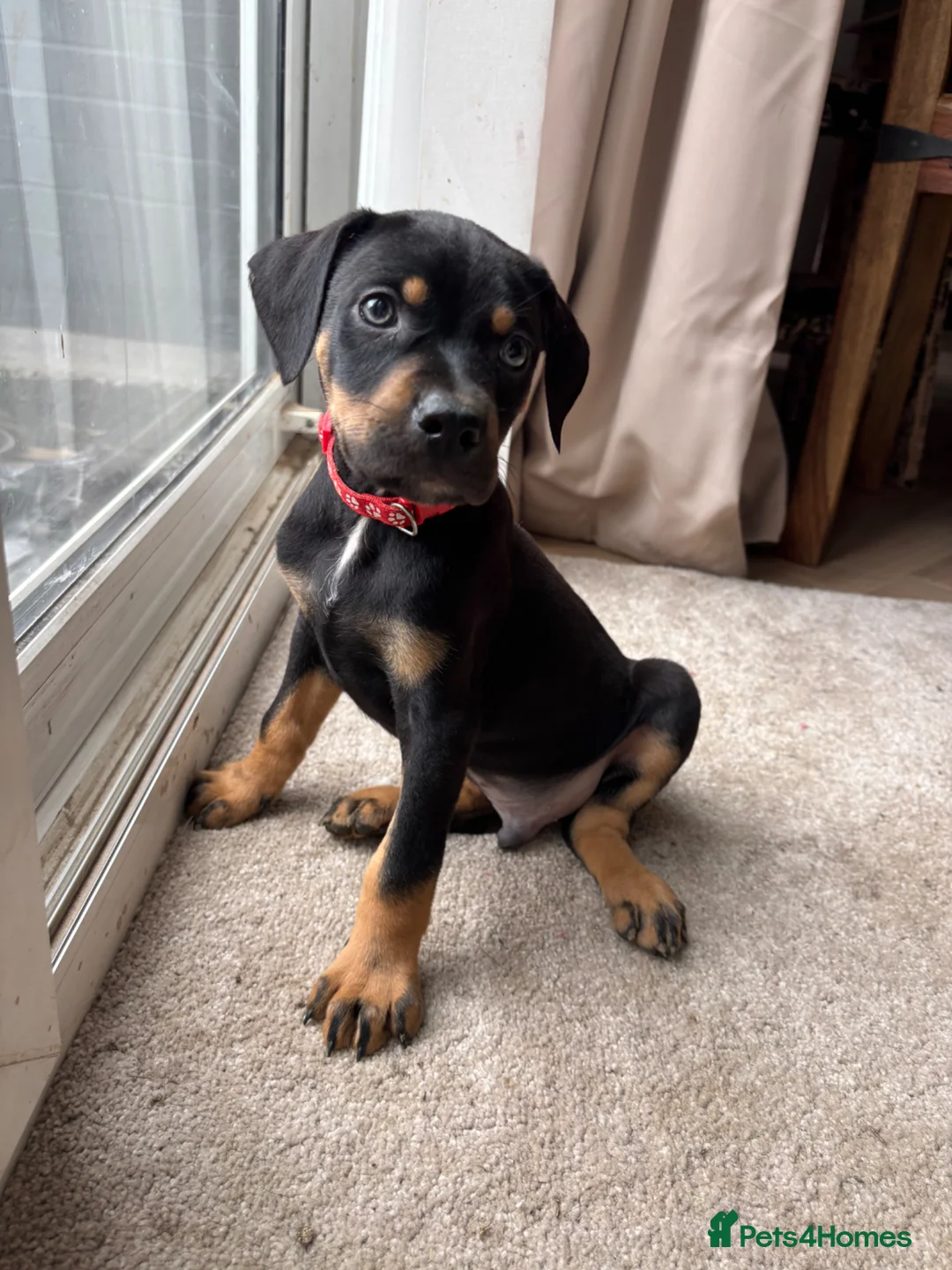 Dobermann dogs for sale: Doberman Puppies in Liverpool - Advert 2