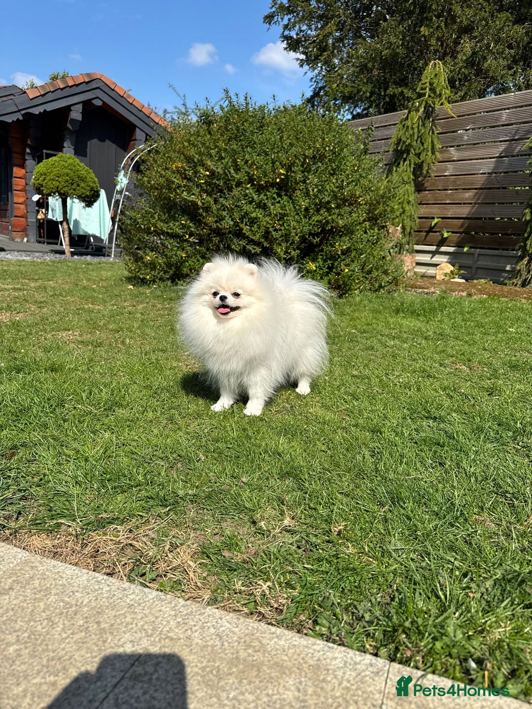 Pomeranian dogs for sale: Well house trained White Pomeranian Girl - Image 14