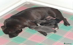 Staffordshire Bull Terrier dogs for sale: Purebred Blue English Staffordshire Bull Terriers - Image 8