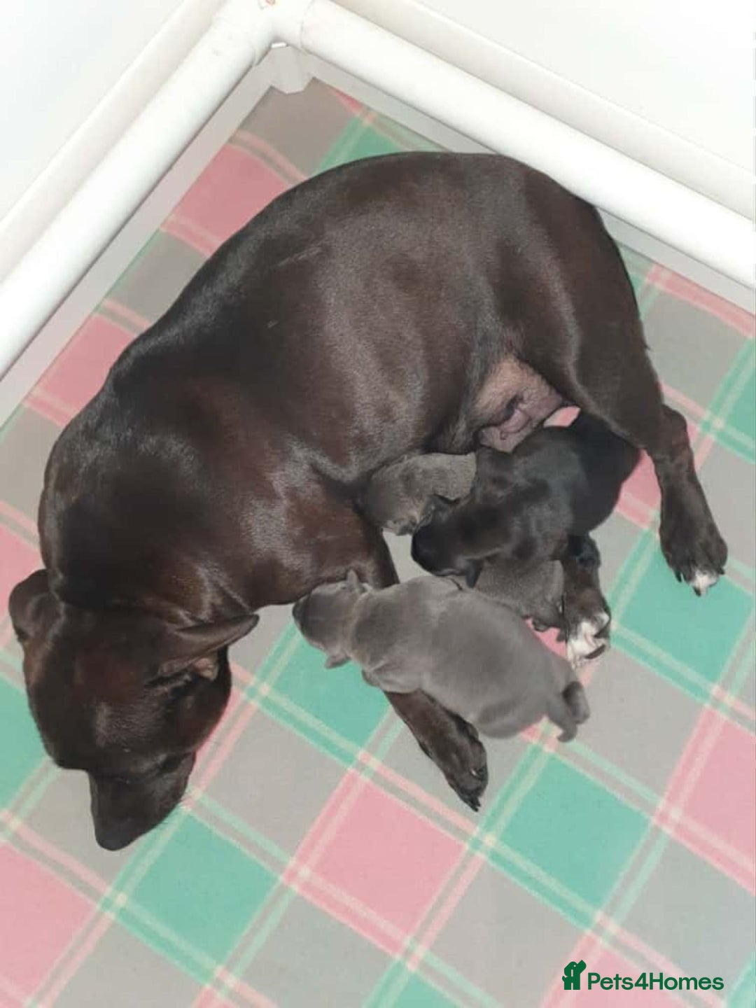 Staffordshire Bull Terrier dogs for sale: Purebred Blue English Staffordshire Bull Terriers - Image 8