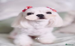 Maltese dogs for sale: 💙Stunning Korean Maltese Boy💙 - Image 5