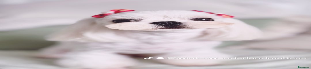 Maltese Puppy 1