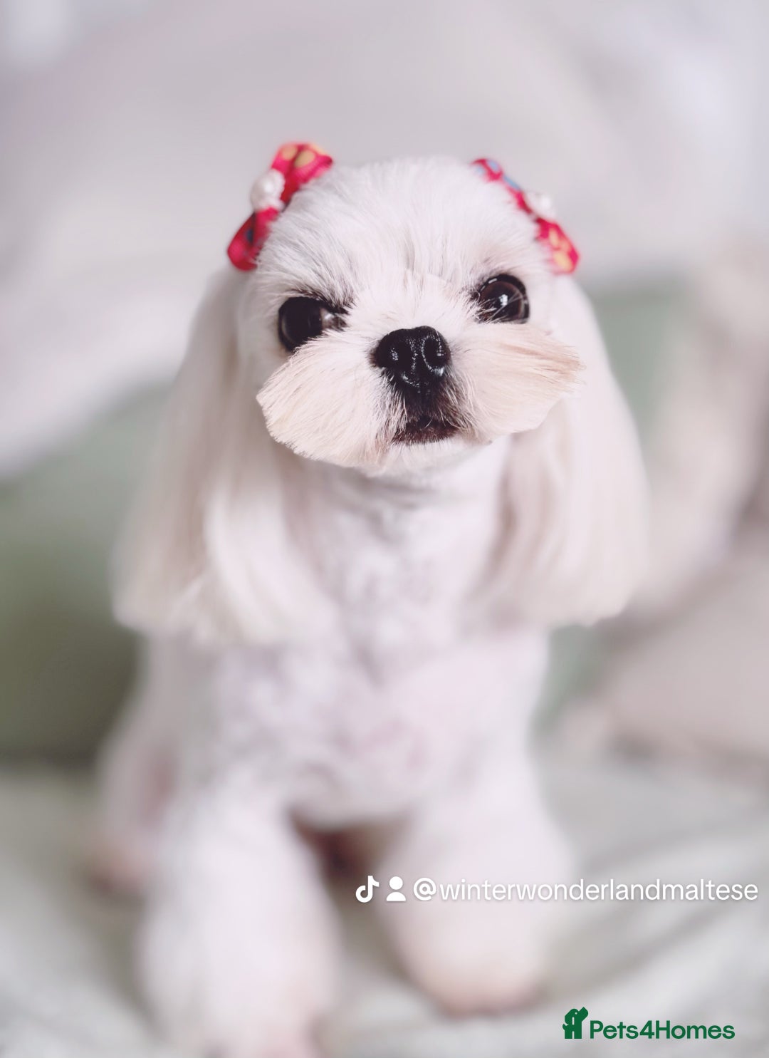 Maltese dogs for sale: 💙Stunning Korean Maltese Boy💙 - Image 5
