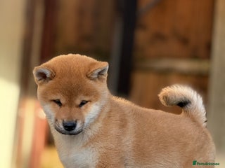 Japanese Shiba Inu dogs KC registered Clear DNA red Shiba Inu male puppy - Advert 1