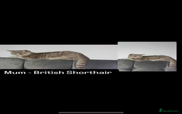 British Shorthair cats for sale: LAST KITTEN - Image 2