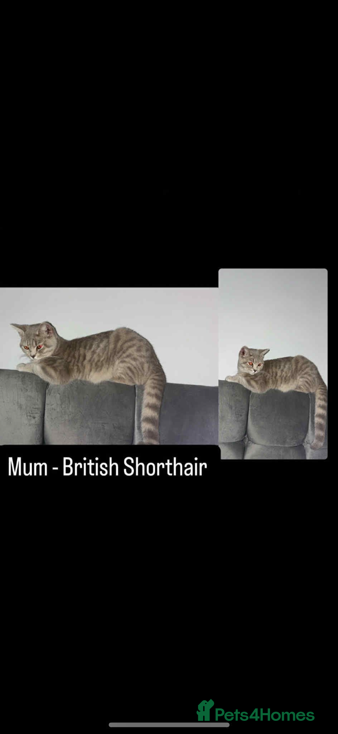 British Shorthair cats for sale: LAST KITTEN - Image 2
