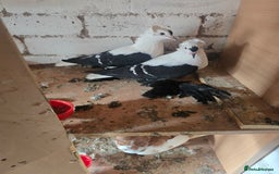 Doves birds for sale: Doves - Image 2