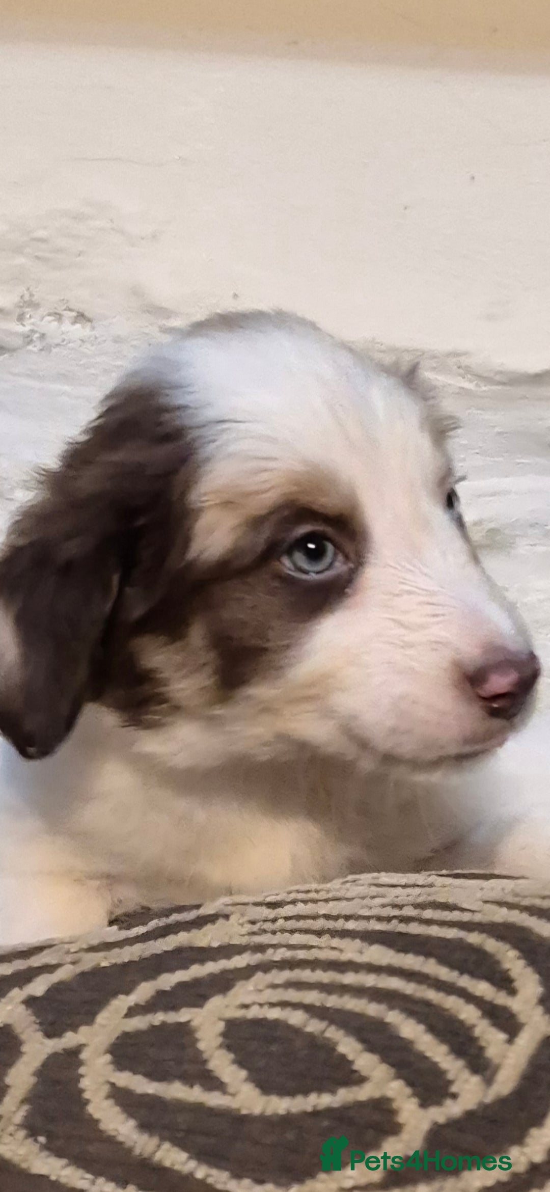 Border Collie dogs for sale: Blue Merles puppies  - Advert 12