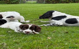 English Springer Spaniel dogs for sale: Springer spaniel puppies for sale  - Image 37
