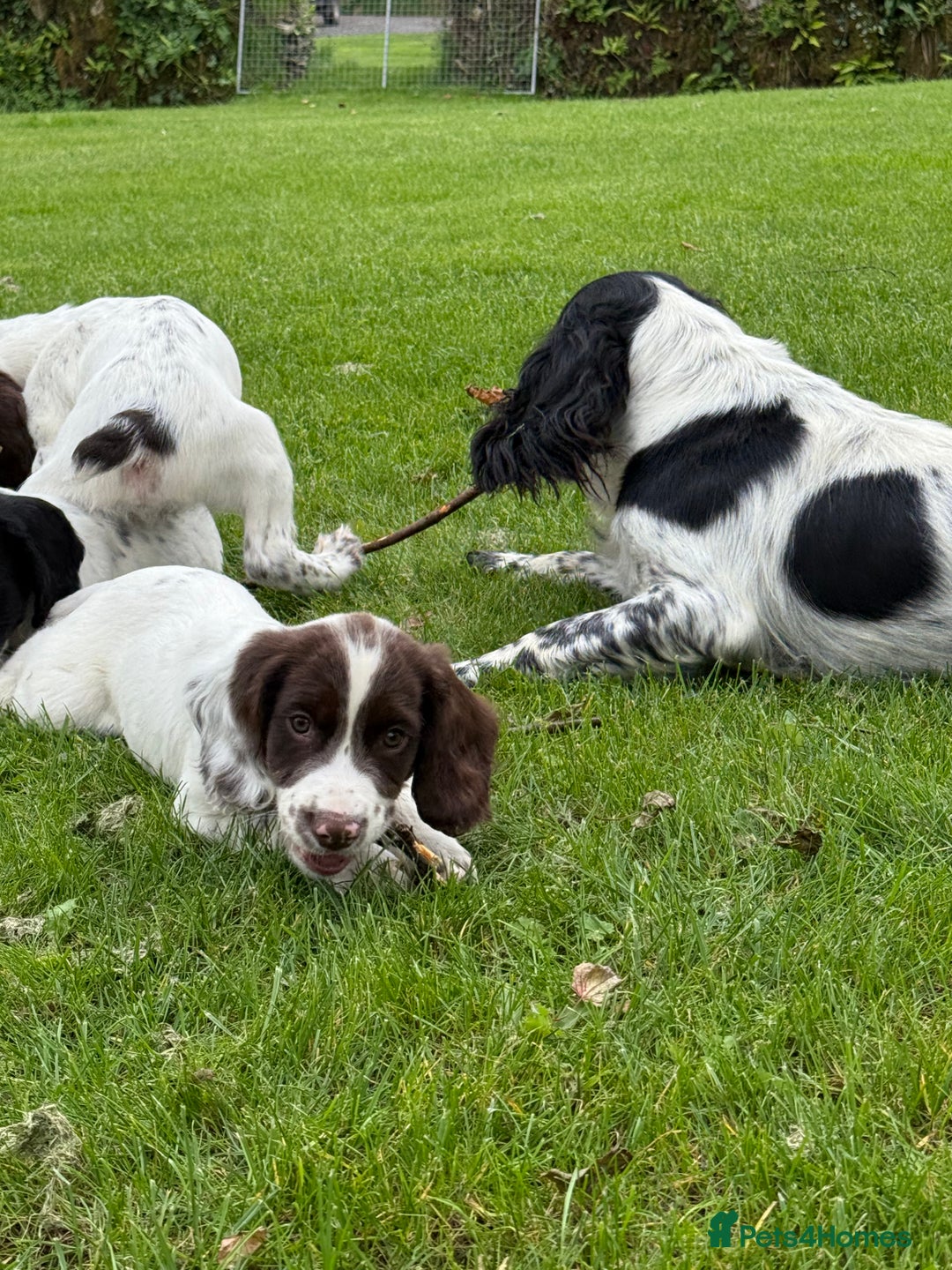 English Springer Spaniel dogs for sale: Springer spaniel puppies for sale  - Image 37