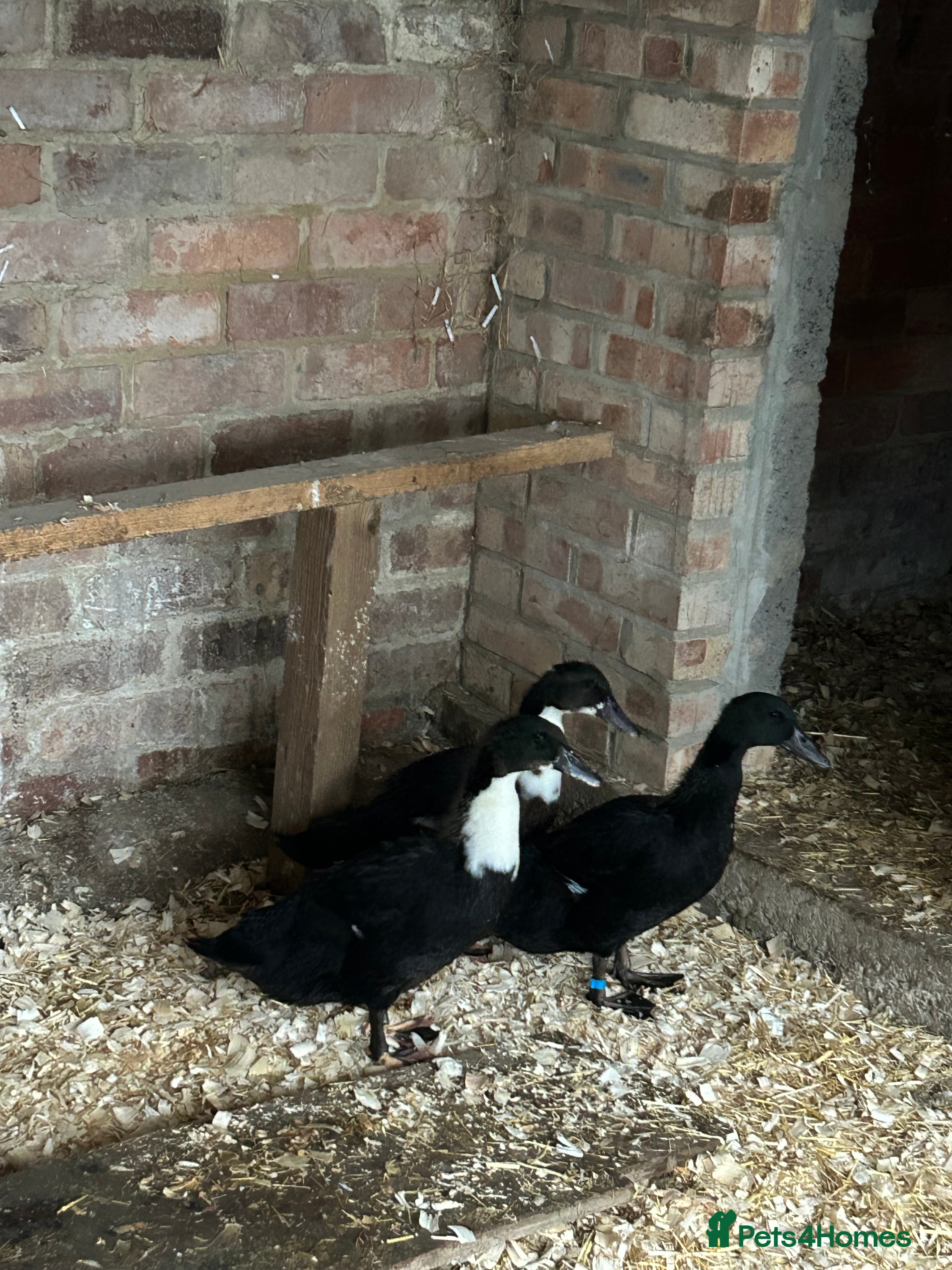 Ducks poultry Trio of male ducks - Advert 15