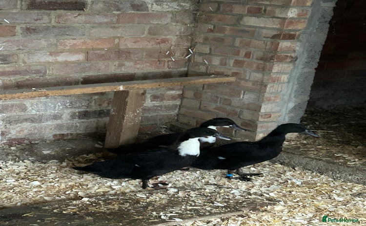 Ducks poultry - Advert 10