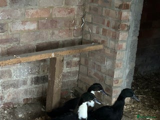 Ducks poultry - Advert 27