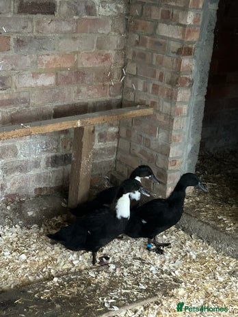 Ducks poultry - Advert 7