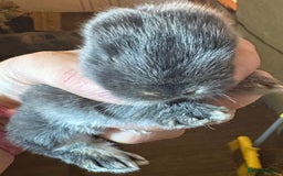Rex rabbits for sale: Two beautiful rabbit litters - Image 29