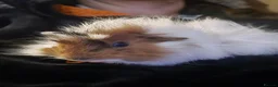 Guinea Pig rodents for sale: Girl & Neutered Boy Bonded Guinea Pigs - Advert 3