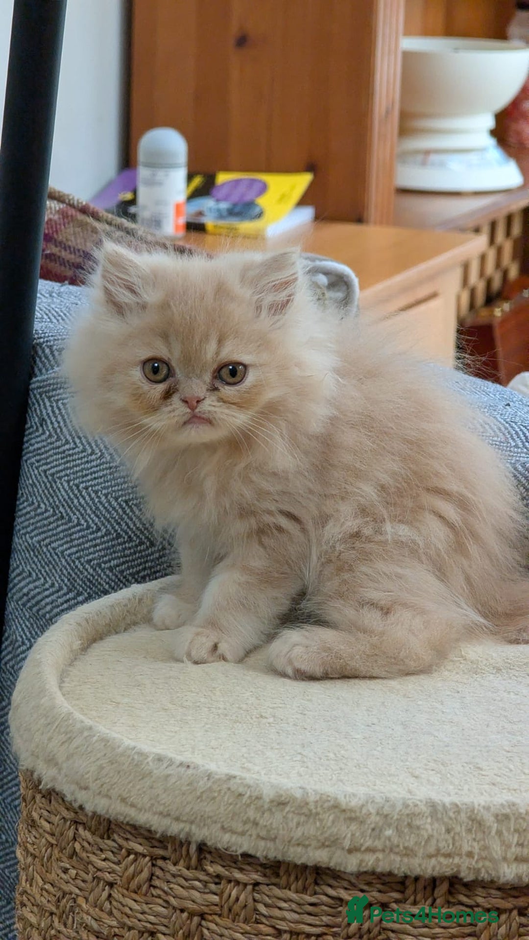 Persian cats for sale: Himalayan Persian cats - Image 1