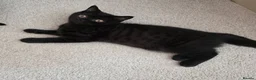 British Shorthair cats for sale: Beautiful British Shorthair Kittens for LovingHome - Advert 34