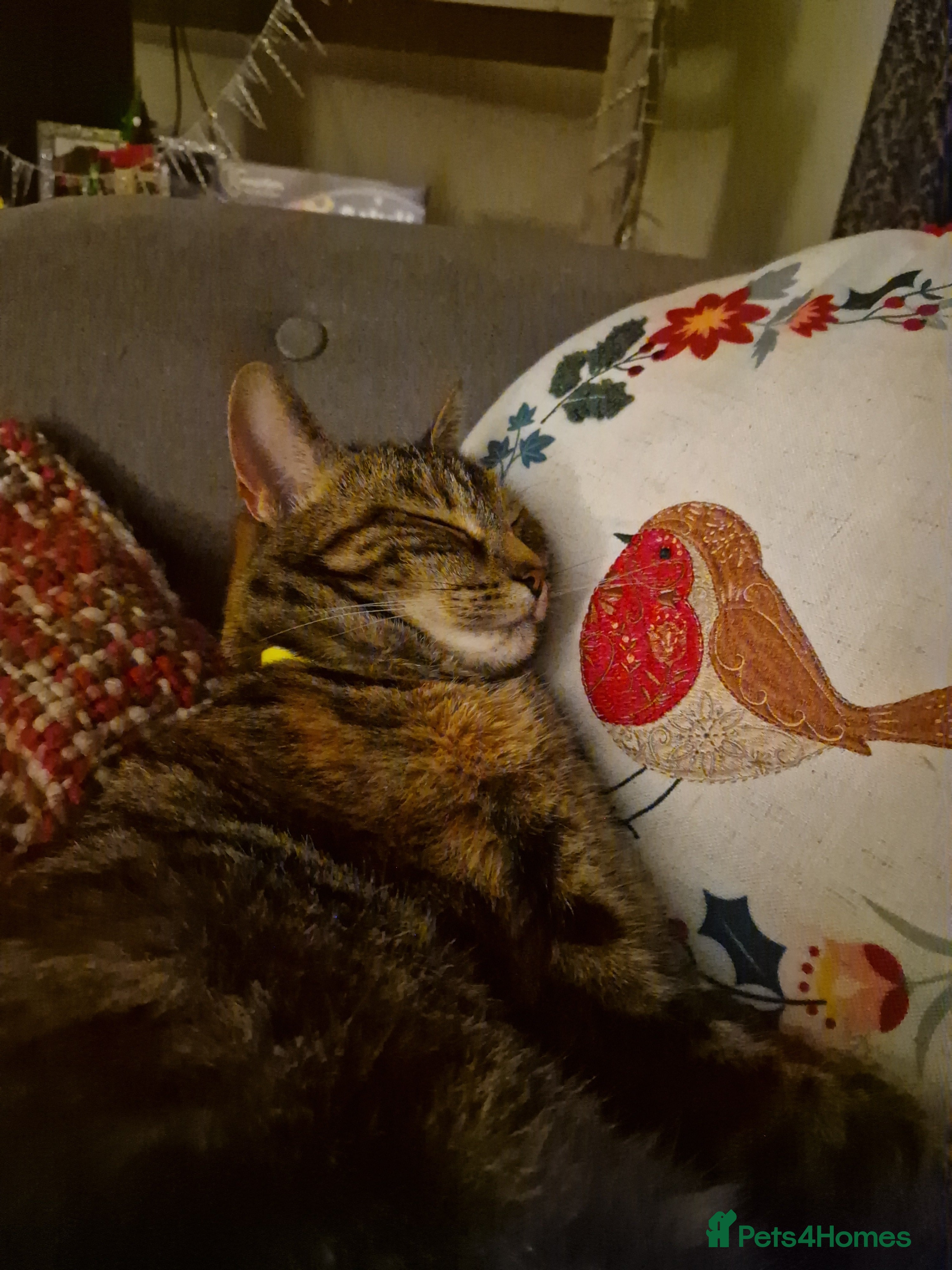 Mixed Breed cats Beautiful tabby looking for a loving home. - Advert 1