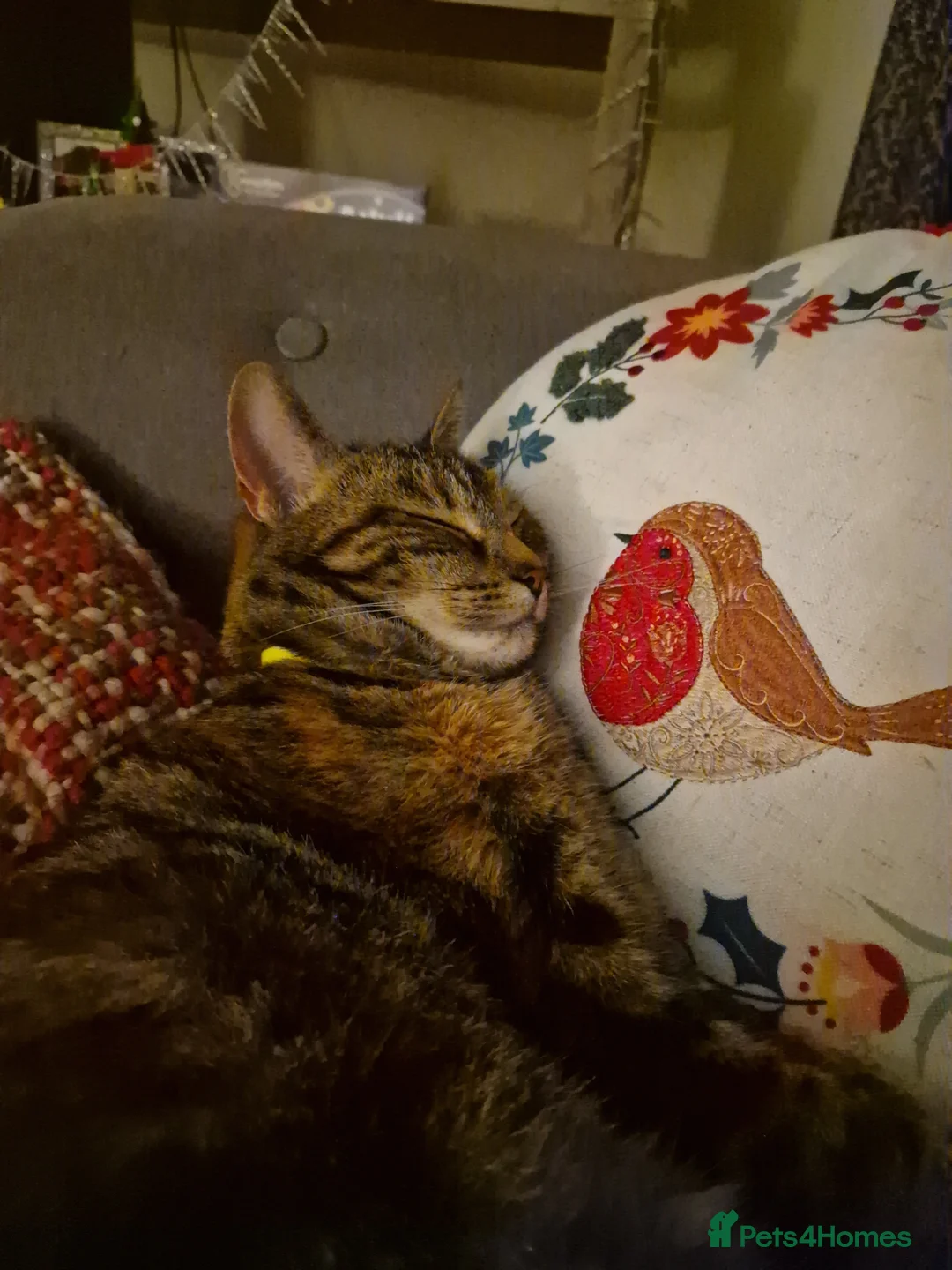 Mixed Breed cats for sale: Beautiful tabby looking for a loving home. - Advert 1