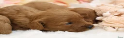 Cavapoo dogs for sale: *HEALTH TESTED* CAVAPOOS - Advert 7