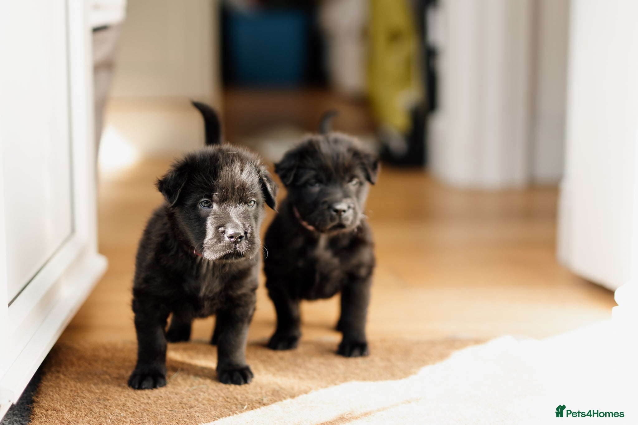 Mixed Breed dogs 2 female Shar Pei mix - Advert 17