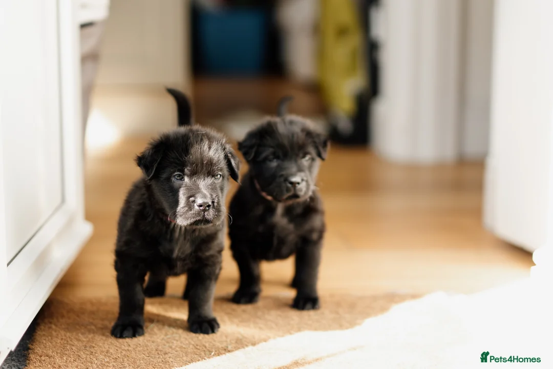 Mixed Breed dogs for sale: 2 female Shar Pei mix - Advert 1