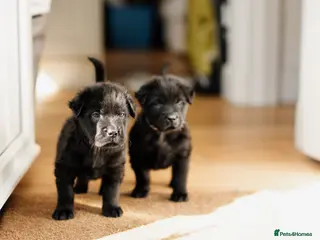 Mixed Breed dogs 2 female Shar Pei mix - Advert 17