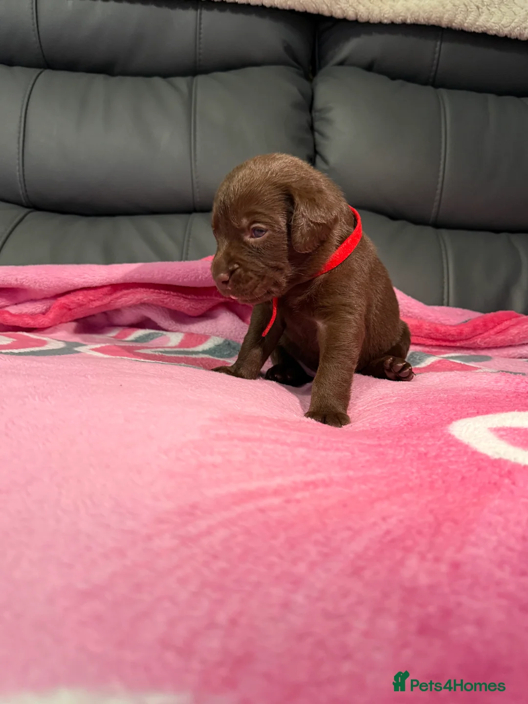 Labrador Retriever dogs for sale: STUNNING CHOCOLATE LABRADOR PUPPIES!!!! - Advert 22