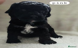 Toy Poodle dogs for sale: BEAUTIFUL TOY POODLES - Image 13