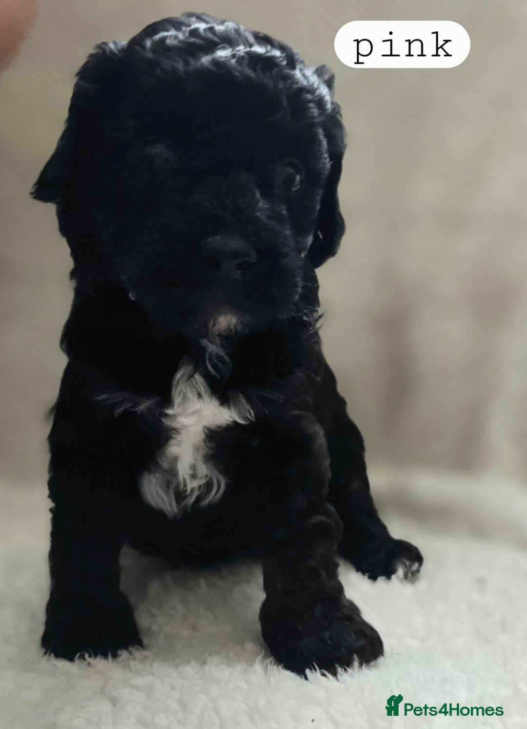Toy Poodle dogs for sale: BEAUTIFUL TOY POODLES - Image 13