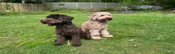 Sproodle dogs for sale: Sproodles – Multigen Puppies in Peterculter - Advert 27