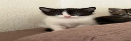 Mixed Breed cats for sale: Kittens for sale - Advert 6