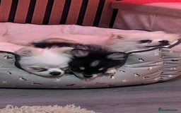 Pomeranian dogs for sale: Pomeranian boy  - Image 4