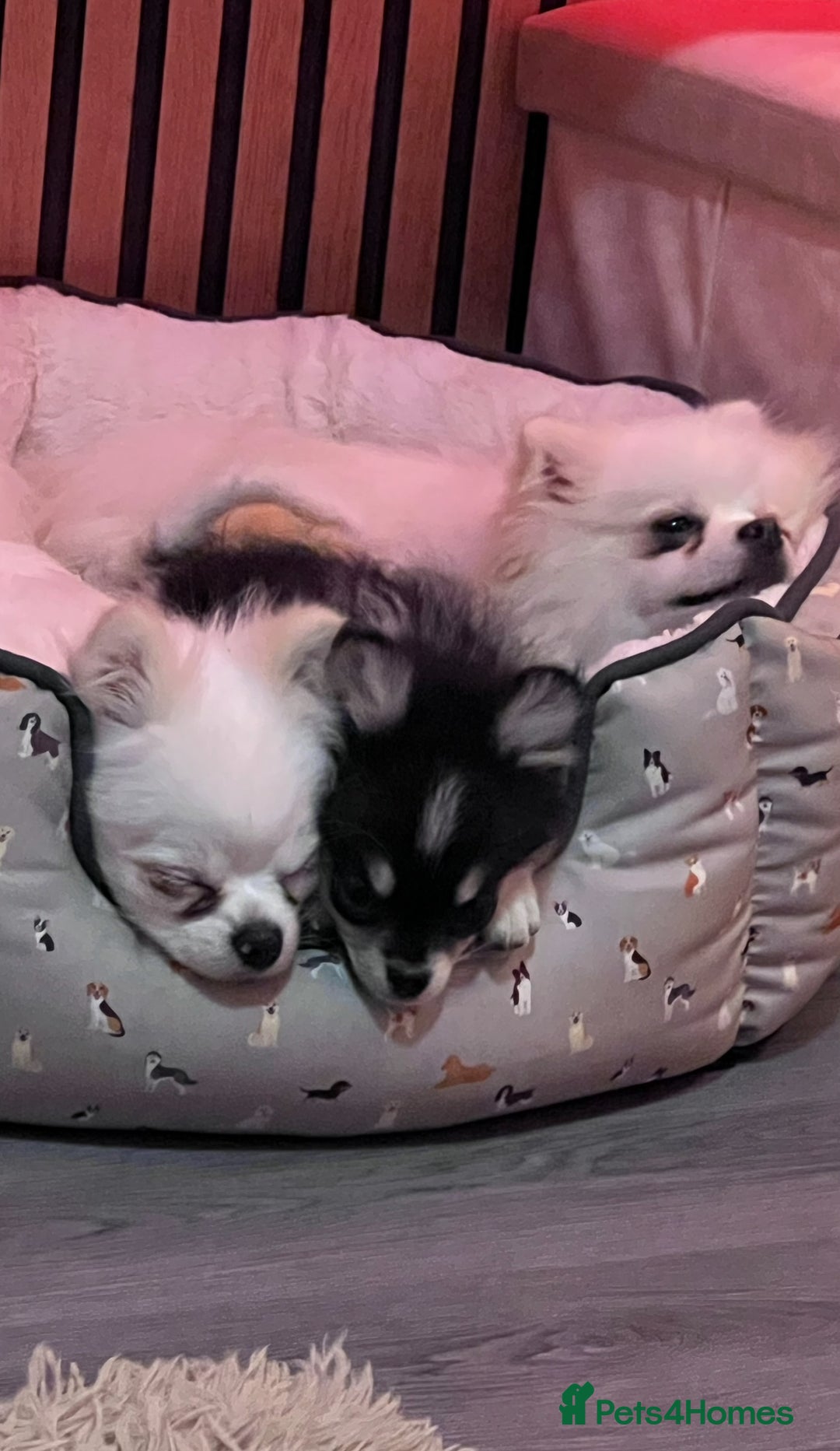 Pomeranian dogs for sale: Pomeranian boy  - Image 4
