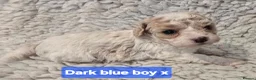 Mixed Breed dogs for sale: Cavapoochon Puppies - Advert 6