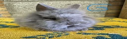 Lionhead rabbits for sale: Lionhead Rabbits For Sale  - Advert 10