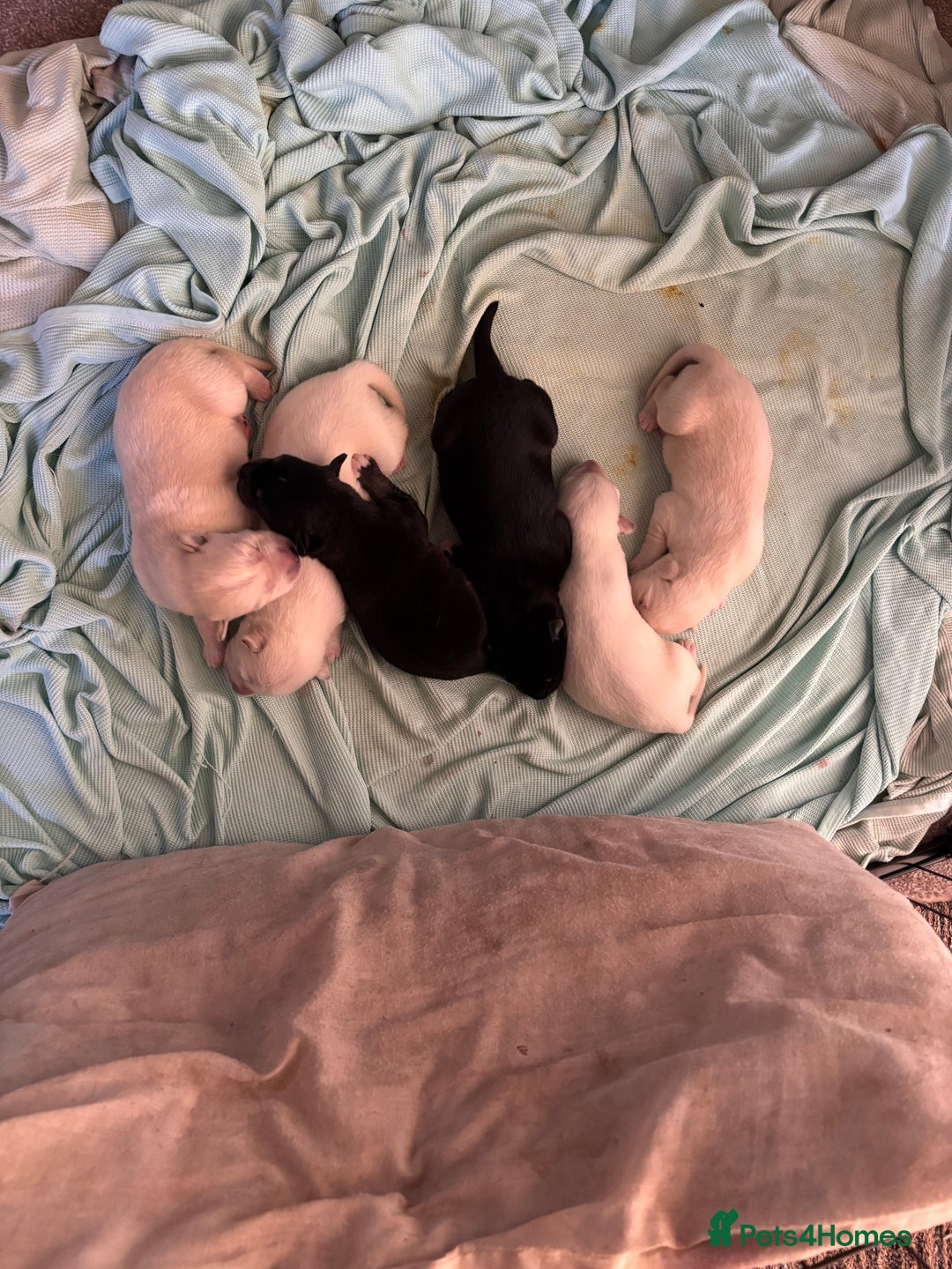 Mixed Breed dogs for sale: Huskador - Image 9