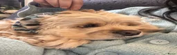 American Cocker Spaniel dogs for sale: Loki ❤️ Male American Cooker Spaniel  - Advert 6