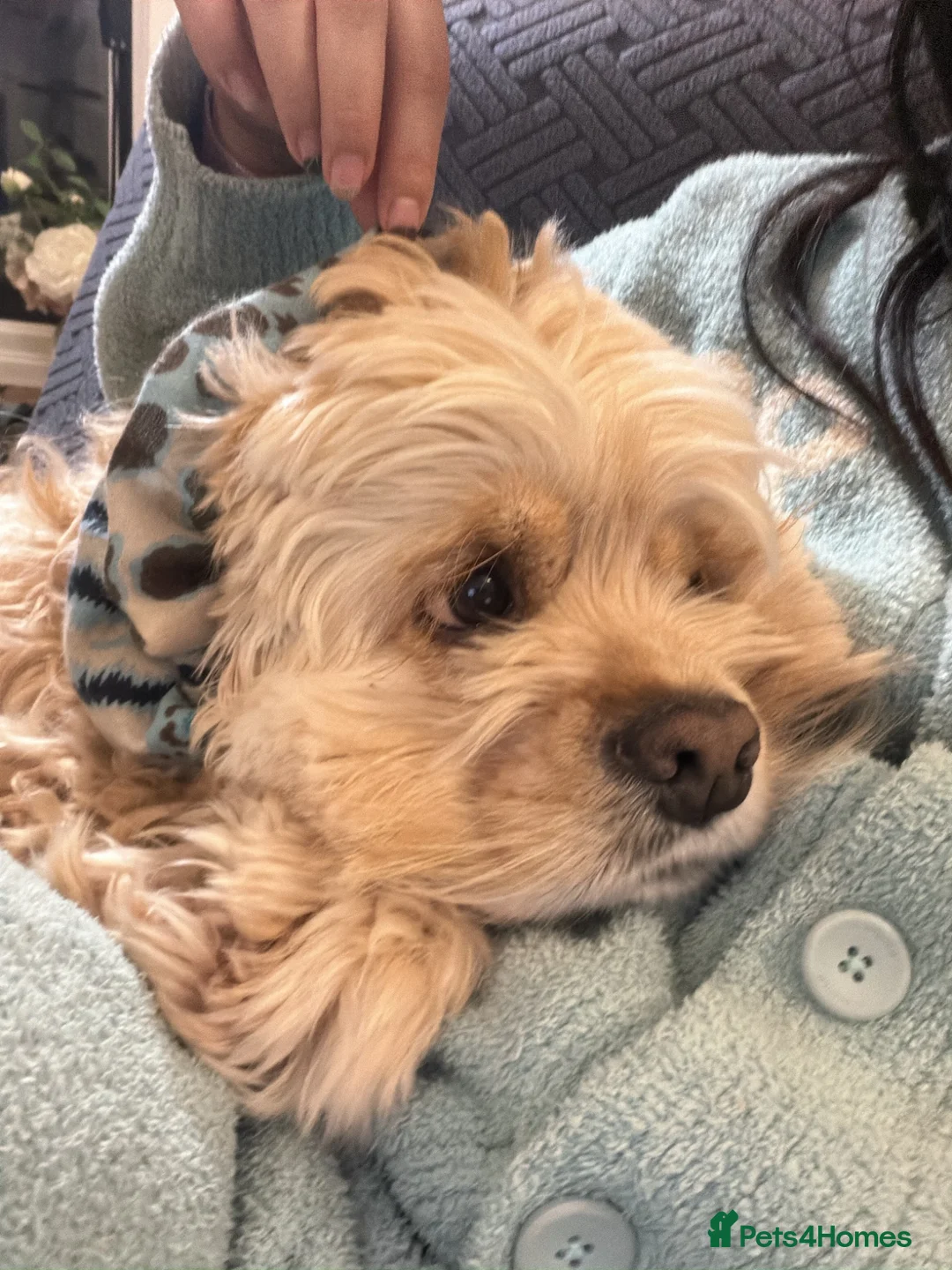 American Cocker Spaniel dogs for sale: Loki ❤️ Male American Cooker Spaniel  - Advert 6