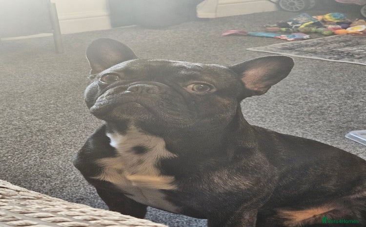 French Bulldog dogs - Advert 11
