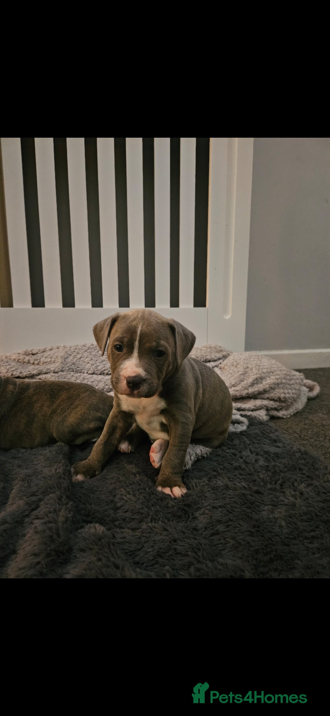Staffordshire Bull Terrier dogs for sale: Staffy Puppies. Exceptional Temperament. - Advert 21