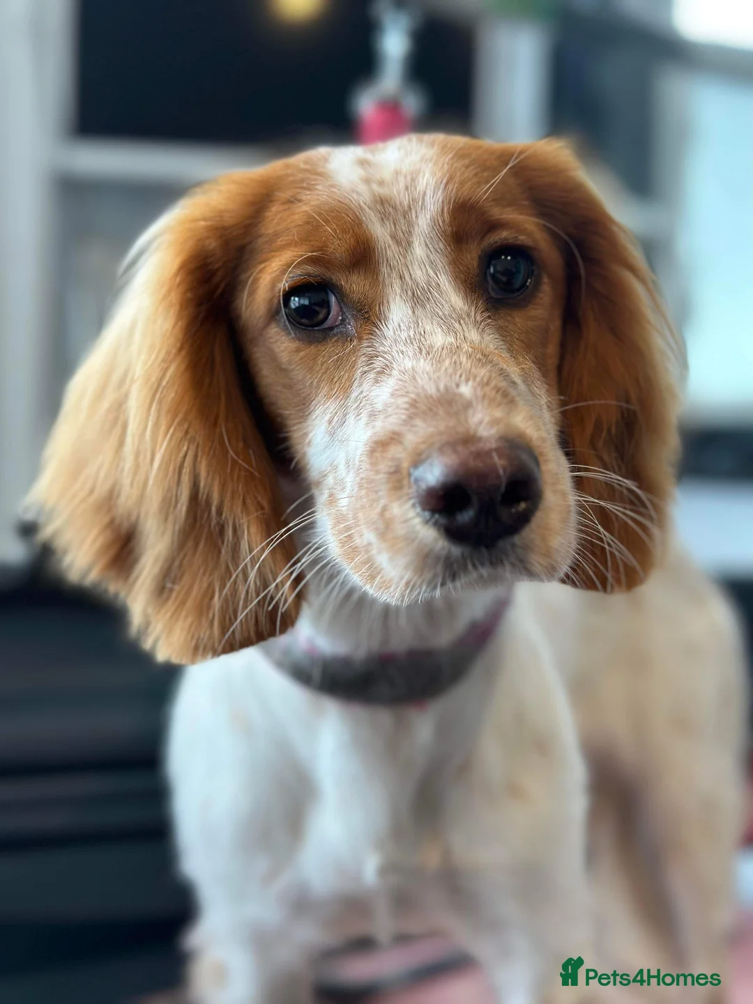 Cocker Spaniel dogs for sale: Farm bred Stunning Cocker Spaniel Puppies for sale - Advert 7