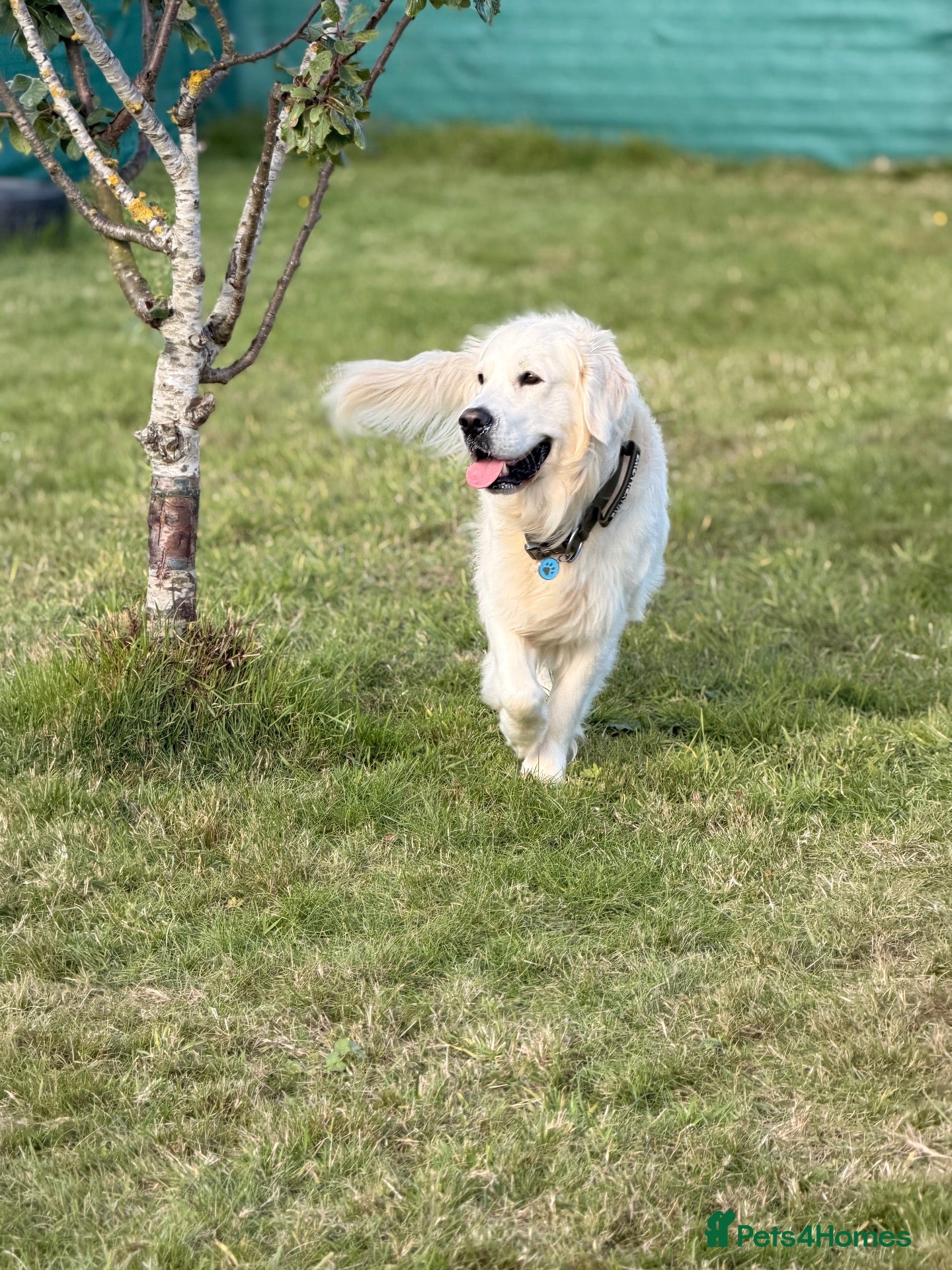 Golden Retriever dogs KC GOLDEN RETRIEVER ⭐️STUD⭐️ - Advert 5